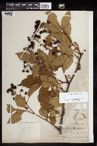 Rubus canadensis image