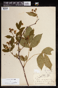 Rubus canadensis image