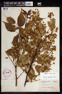Rubus canadensis image