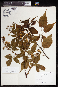 Rubus canadensis image