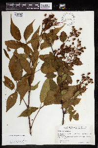Rubus canadensis image