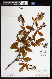 Rubus canadensis image