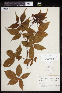 Rubus canadensis image
