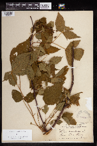 Rubus canadensis image