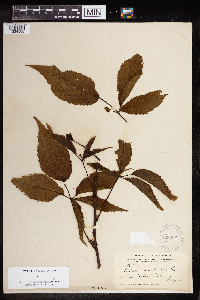 Rubus canadensis image