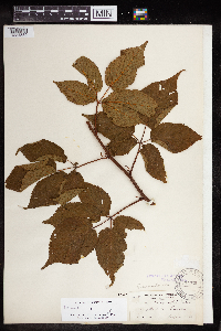 Rubus canadensis image