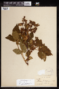 Rubus canadensis image