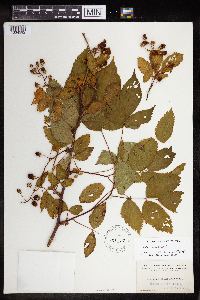 Rubus canadensis image