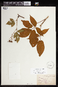Rubus canadensis image