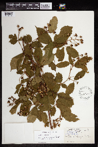 Rubus canadensis image