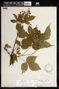 Rubus canadensis image