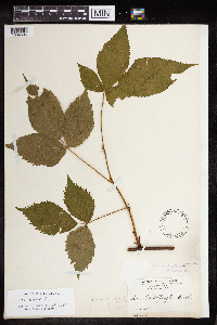 Rubus canadensis image