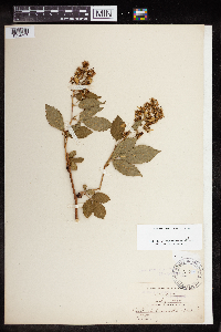 Rubus canadensis image