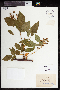 Rubus canadensis image
