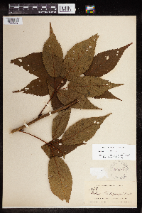 Rubus canadensis image
