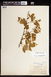 Rubus canadensis image