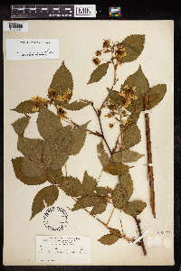 Rubus canadensis image