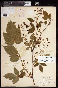 Rubus canadensis image