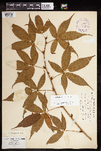 Rubus canadensis image