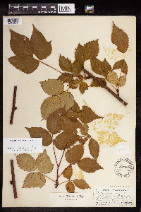 Rubus canadensis image