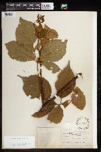 Rubus canadensis image