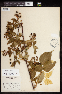 Rubus canadensis image