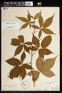 Rubus canadensis image