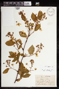 Rubus canadensis image