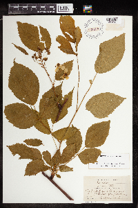 Rubus canadensis image