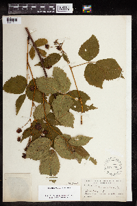 Rubus canadensis image