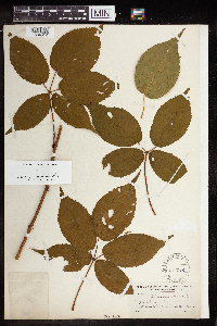 Rubus canadensis image