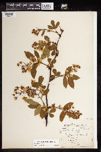 Rubus canadensis image