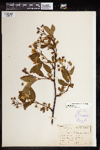 Rubus canadensis image