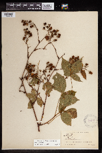Rubus canadensis image