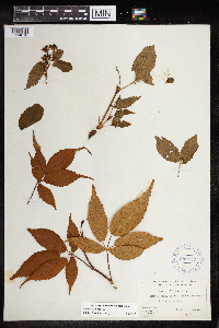 Rubus canadensis image