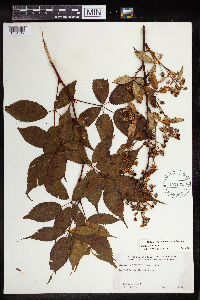 Rubus canadensis image