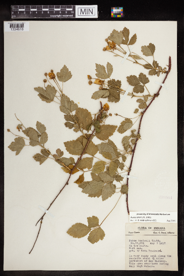 Rubus celer image