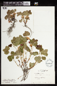 Rubus arcticus image