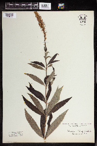 Veronicastrum virginicum image