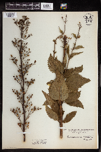 Scrophularia lanceolata image