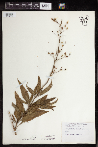 Scrophularia lanceolata image