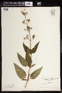 Scrophularia lanceolata image