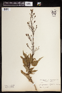 Scrophularia lanceolata image