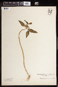 Nicandra physalodes image