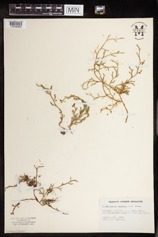 Selaginella oregana image