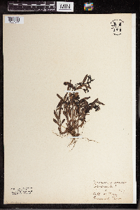 Image Associated With the Occurrence