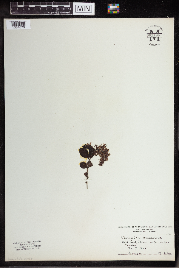 Veronica bonarota image