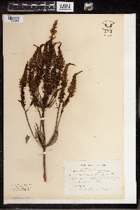 Veronicastrum virginicum image