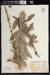 Veronicastrum virginicum image