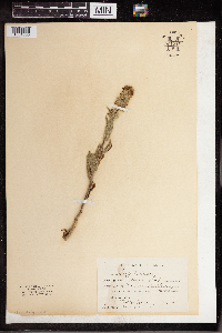 Verbascum thapsus image